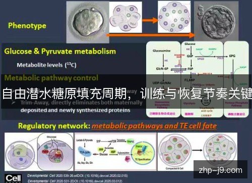 自由潜水糖原填充周期,训练与恢复节奏关键 自由潜水糖原填充周期,训练与恢复节奏关键